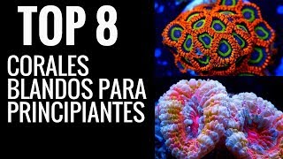 TOP 8 corales blandos para principiantes  ACUARIO DE AGUA SALADA [upl. by Dorej190]