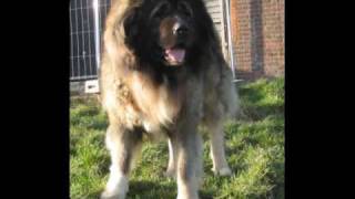 Kennel of CASMALU Vinny Hunza Owner Polle Belgium wwwcasmalube [upl. by Imef703]