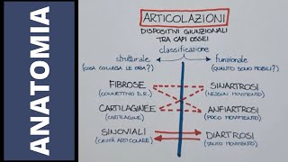 Come sono fatte le articolazioni [upl. by Eiramassenav]