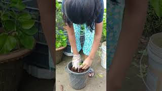 Growing plants is so satisfying plant ytshorts rooftopgardens gardening [upl. by Rube282]