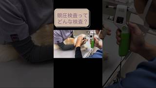 眼圧検査ってどんな検査？動物病院 トイプードル 癒しわんこ シーズー dog 眼圧可愛いわんこ [upl. by Yseulta]