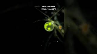 Volvox Colonies Under Microscope microbiology algae science [upl. by Ardried]