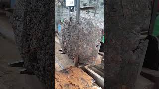 Camphor tree cutting process Good tools and machinery make work easy [upl. by Lakym351]