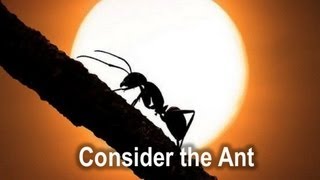 Consider the Ant [upl. by Nosemyaj]