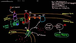 PIP2 IP3 DAG Signaling Cascade  GPCR  General Scheme [upl. by Dadinirt911]