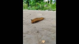 insect insect insects wildlife virlvideo shortvideo [upl. by Yenaj]