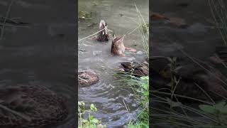 Tanzende Enten im Teich 🦆🎵  shorts [upl. by Oilalue]