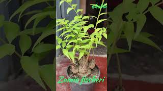 Zamia fischerizamia plant plantlover [upl. by Margy]