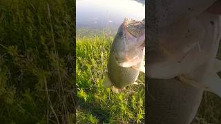 Pig on a jig 🐷🎣 bassfishing fishing shorts bass edit [upl. by Retseh]