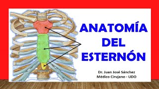 🥇 ANATOMÍA DEL ESTERNÓN Rápida y Sencilla [upl. by Willner]