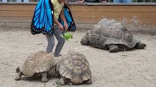 African Safari Wildlife Park । America । Ohio [upl. by Ohcirej]