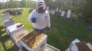 Beekeeping How to Snelgrove a Honeybee hive Part 3 of 4 [upl. by Knowling]