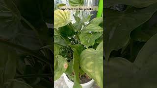 Always use organic compost🌱plants garden gardening like share subscribe video shorts nature [upl. by Notnirt]