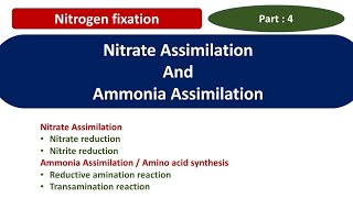 Nitrate Assimilation  Ammonia assimilation  Hindi  English  Amino acid synthesis  Nitrite  Net [upl. by Rollins332]