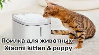 Забота о животных с новой поилкой Xiaomi Kitten amp Puppy [upl. by Petta302]