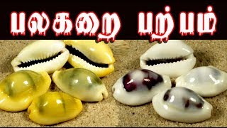 cypraea moneta பலகறை யின் மருத்துவம் palagarai parpam uses [upl. by Dedra231]