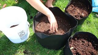 How to grow Potatoes In Containers  Complete Growing Guide [upl. by Bibbie]