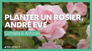 André Eve planter et entretenir un rosier 55  Truffaut [upl. by Jowett897]