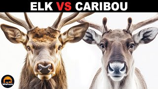 What Is The Difference Between Elk And Caribou [upl. by Reiss]