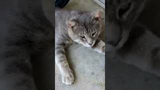 Tiger catwalker cat catwalk viral thanksforwatching thankyou subscribemychannel [upl. by Namijneb]