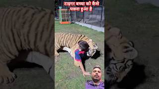 टाइगर बच्चा को कैसे पकरा हुआ है tiger lion bengaltiger animals cute music love funny hiphop [upl. by Eecyak823]