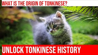 Exploring the History of the Tonkinese Cat Breed [upl. by Mirak]