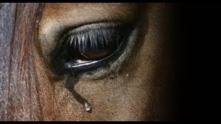 What About Us  Tribute To Abused Horses [upl. by Artus]