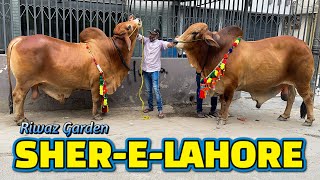 SHER E LAHORE RIWAZ GARDEN FULL HEAVY BULLS BAKRA EID 2022 [upl. by Gona902]