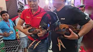 Napabili Gamefowl Expo price P25K Brood stag  Yellow Legged Hatch JDA Gamefarm [upl. by Harcourt121]