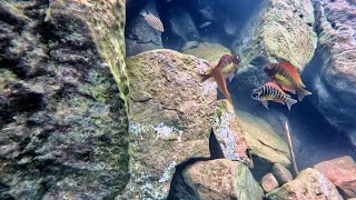 Swimming With Cichlids  Tropheus moorii kambwimba “red rainbow” Extra footage [upl. by Nnylirak192]