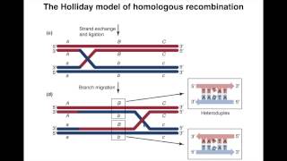 Homologous Recombination I [upl. by Iah]