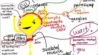 BIO160 Preview Video Lecture 14  Autonomic Nervous System [upl. by Netsriik170]