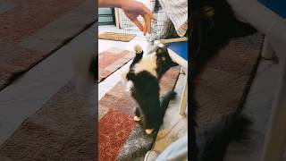 Tuxedo Cat From Paws to Perfection Training Your Cat to Stand [upl. by Gunilla]