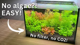 No Algae no filter Nano Tank for beginners Stepbystep tutorial [upl. by Aleacem]