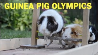 Guinea Pig Olympics  Parry Gripp [upl. by Olenka29]