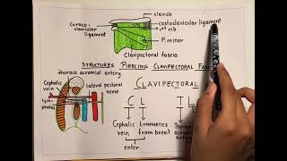 Clavipectoral Fascia [upl. by Kung]