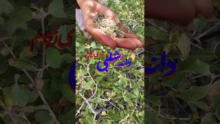 Greek Medicine The Untold Story of Hazaristan jaghori vlog [upl. by Guild]