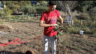 Agricultura Portugal Plantar nova árvore 🌳 na horta arranjar a vedação [upl. by Reade288]