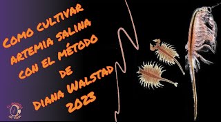 Como criar artemia salina con el método de Diana Walstad [upl. by Yregerg426]