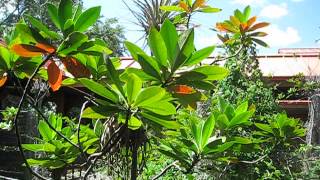 Gordonia lasianthus Loblolly Bay [upl. by Nnaeitak]