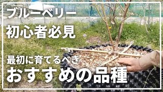 【ブルーベリー】初心者さんが気を付けて欲しい品種の選び方 [upl. by Eilrak]