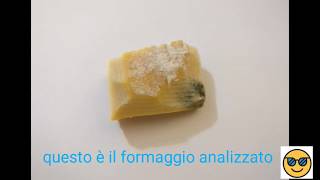 Formaggio ammuffito al microscopio 1000X [upl. by Arol]