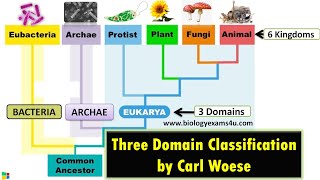 SINIFLANDIRMADA ÜÇ DOMAİNLİ SİSTEM VE VİRÜSLER [upl. by Bat]