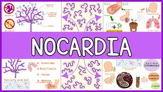 Nocardia Microbiology Morphology Pathophysiology Symptoms Diagnosis Treatment [upl. by Estel]