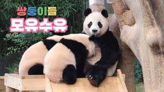 아이바오의 쌍둥이들 모유수유 🐼🍼 aibao ruibao huibao 240821 [upl. by Neehar]