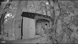 11 Oct 24 Tawny owl  good look around before leaving nest box for the evening [upl. by Kiyoshi]