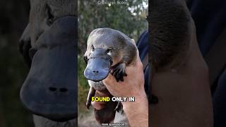 Meet the Platypus The Venomous EggLaying Mammal of Australia [upl. by Annabal]