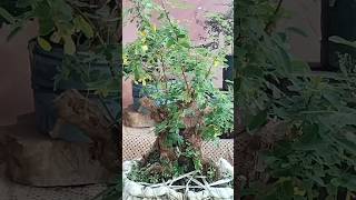 Pruning Ileng Ileng Mlungkerbonsai bonsaitree bonsaiilengileng viralshort [upl. by Eniamsaj36]