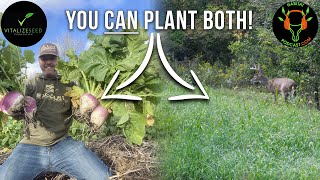 The BIGGEST Myth about Brassicas and Grains for Fall Food Plots [upl. by Ritch]