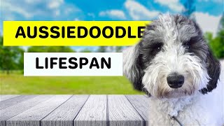 Aussiedoodle Life Span and Health 101 What To Expect [upl. by Robins]